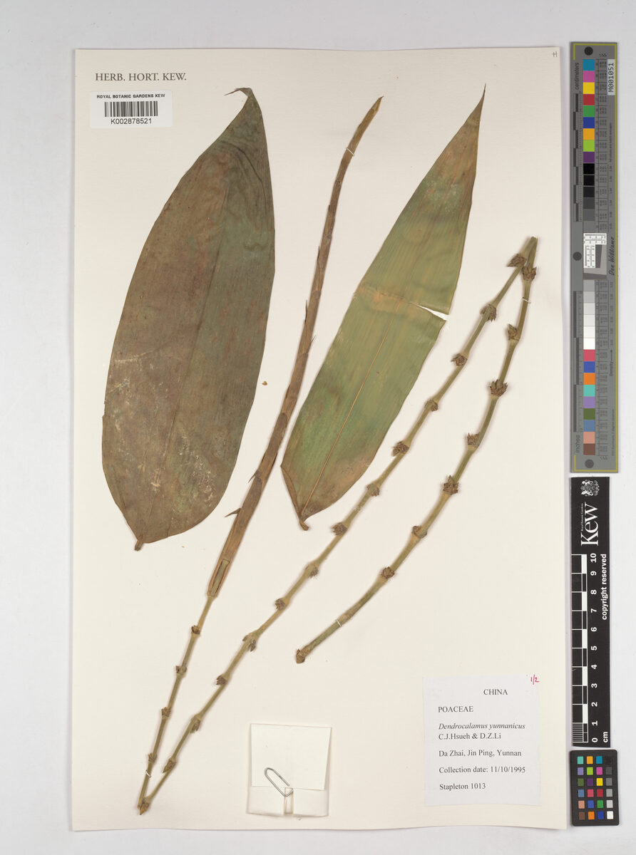Dendrocalamus yunnanicus — photo