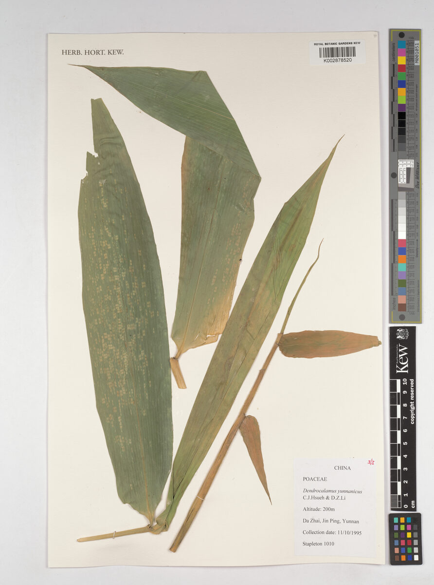 Dendrocalamus yunnanicus — photo