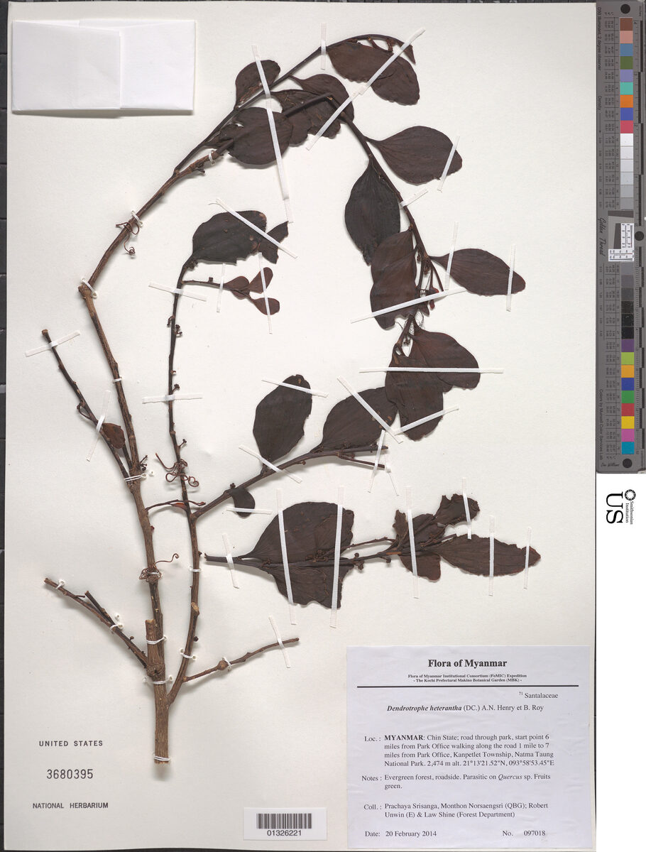 Dendrotrophe platyphylla — photo