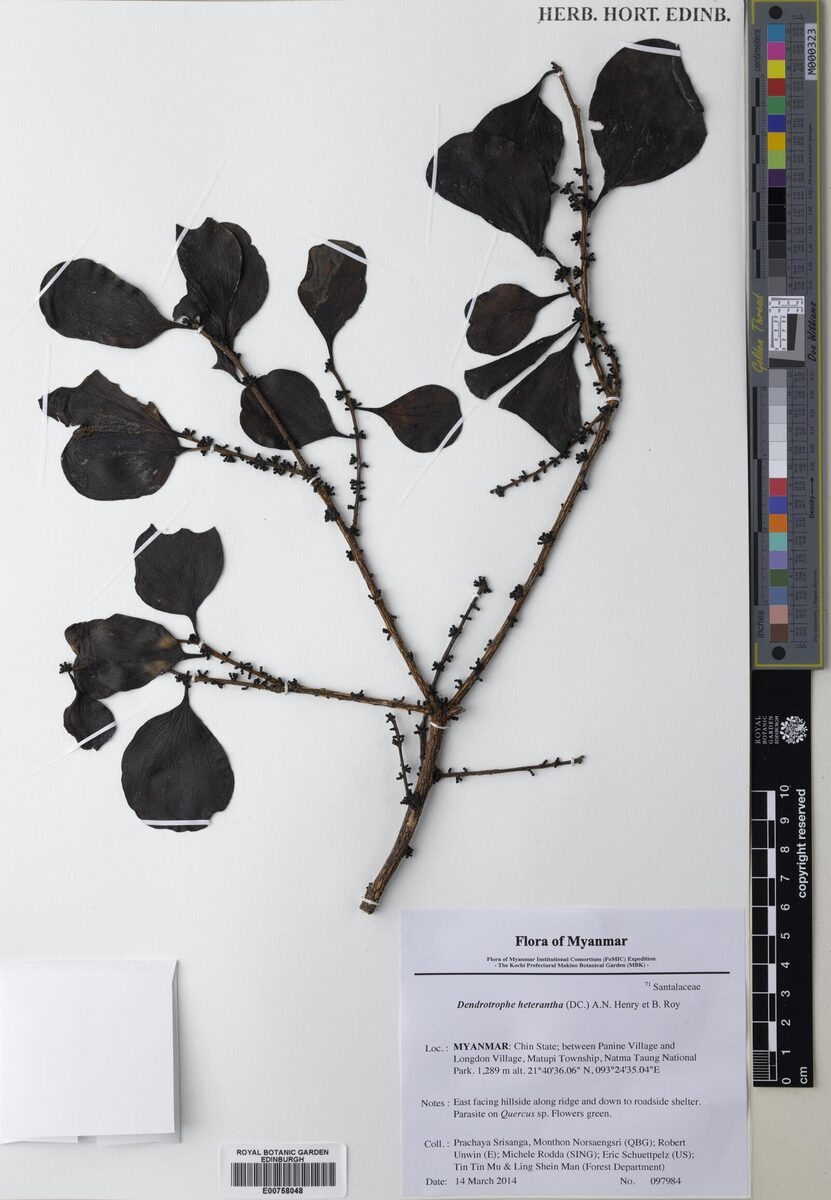 Dendrotrophe platyphylla — photo