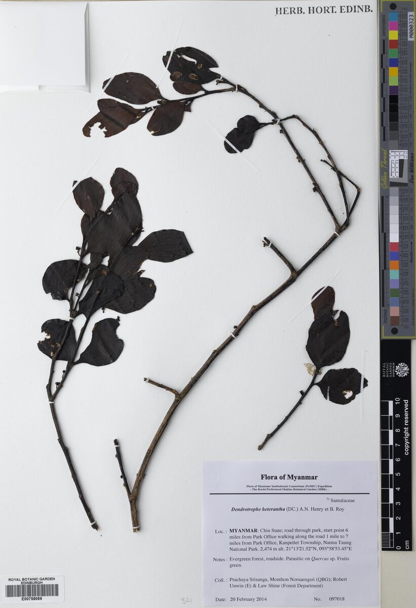 Dendrotrophe platyphylla