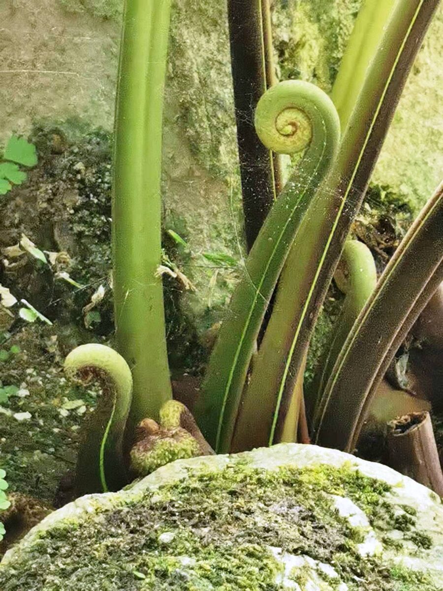 Dennstaedtia samoensis (Unu unu) — photo