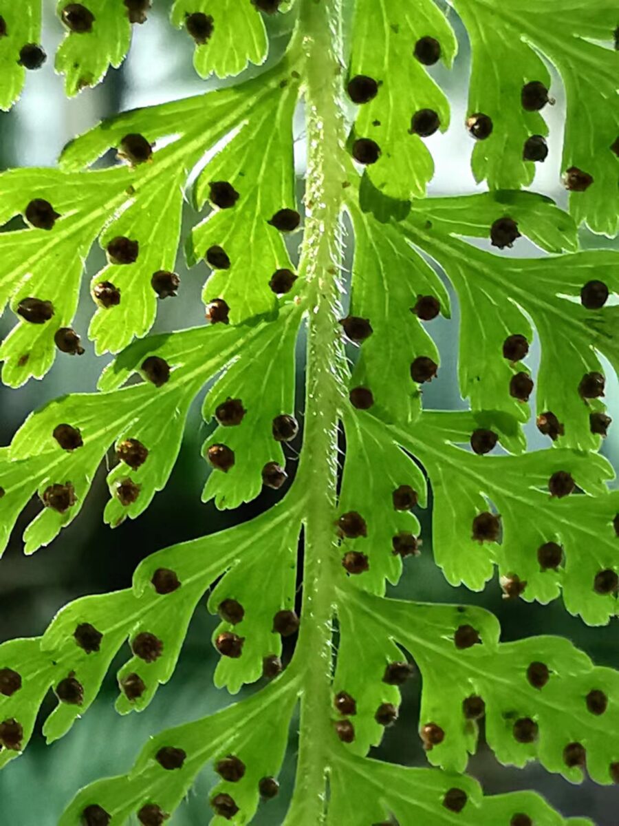 Dennstaedtia samoensis (Unu unu) — photo