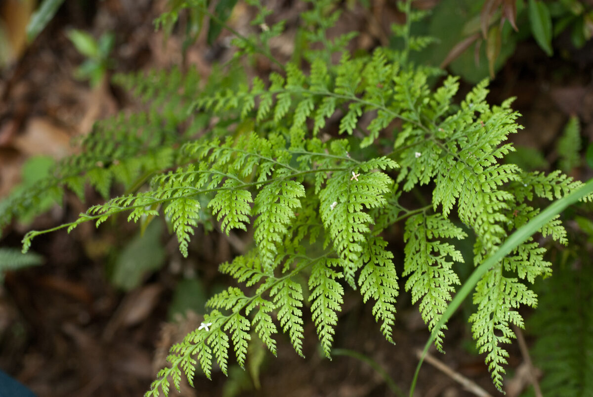 Dennstaedtiaceae