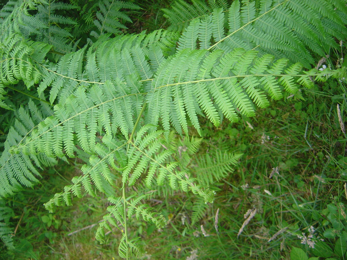 Dennstaedtia spp.