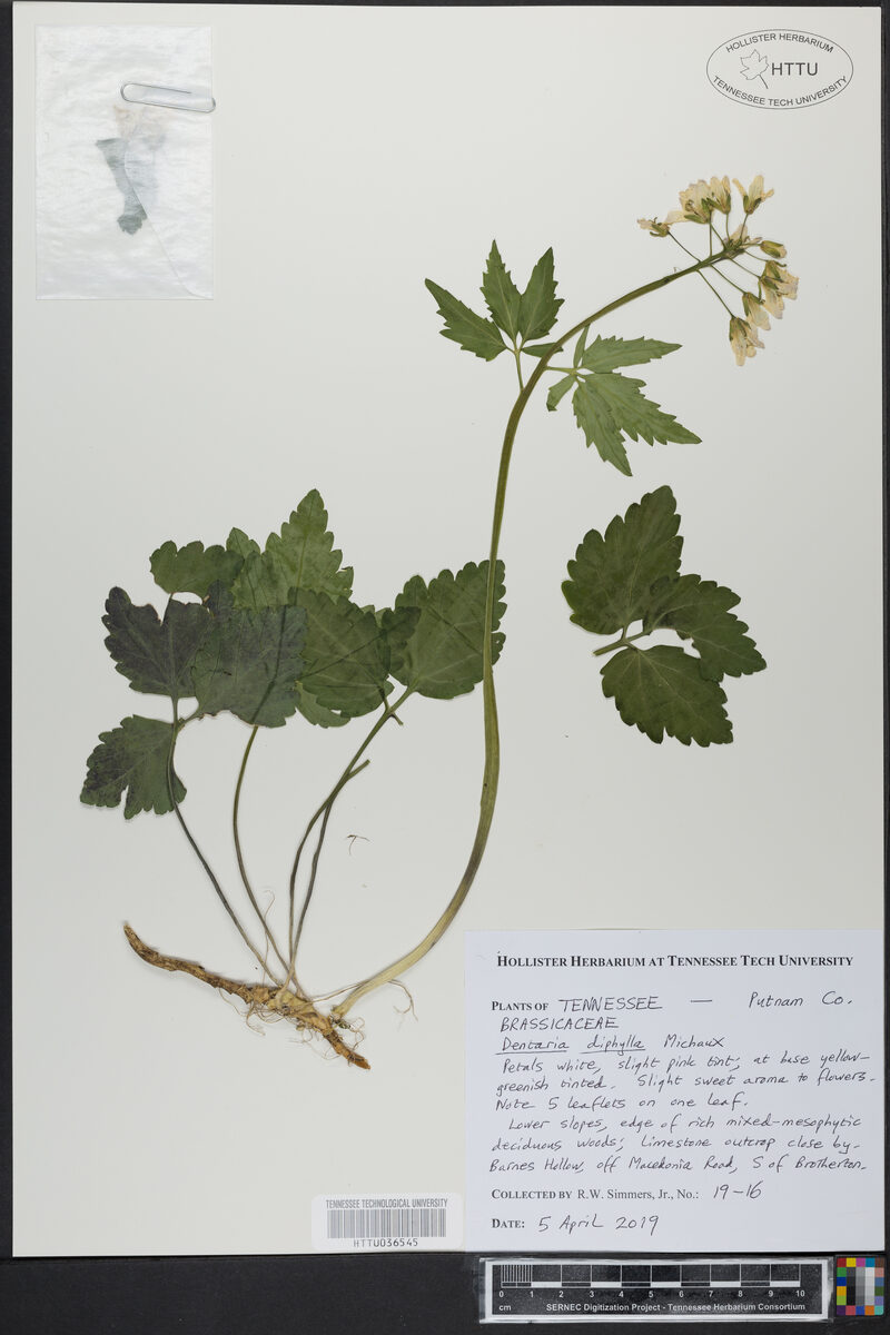 Dentaria diphylla (Crinkleroot) — photo