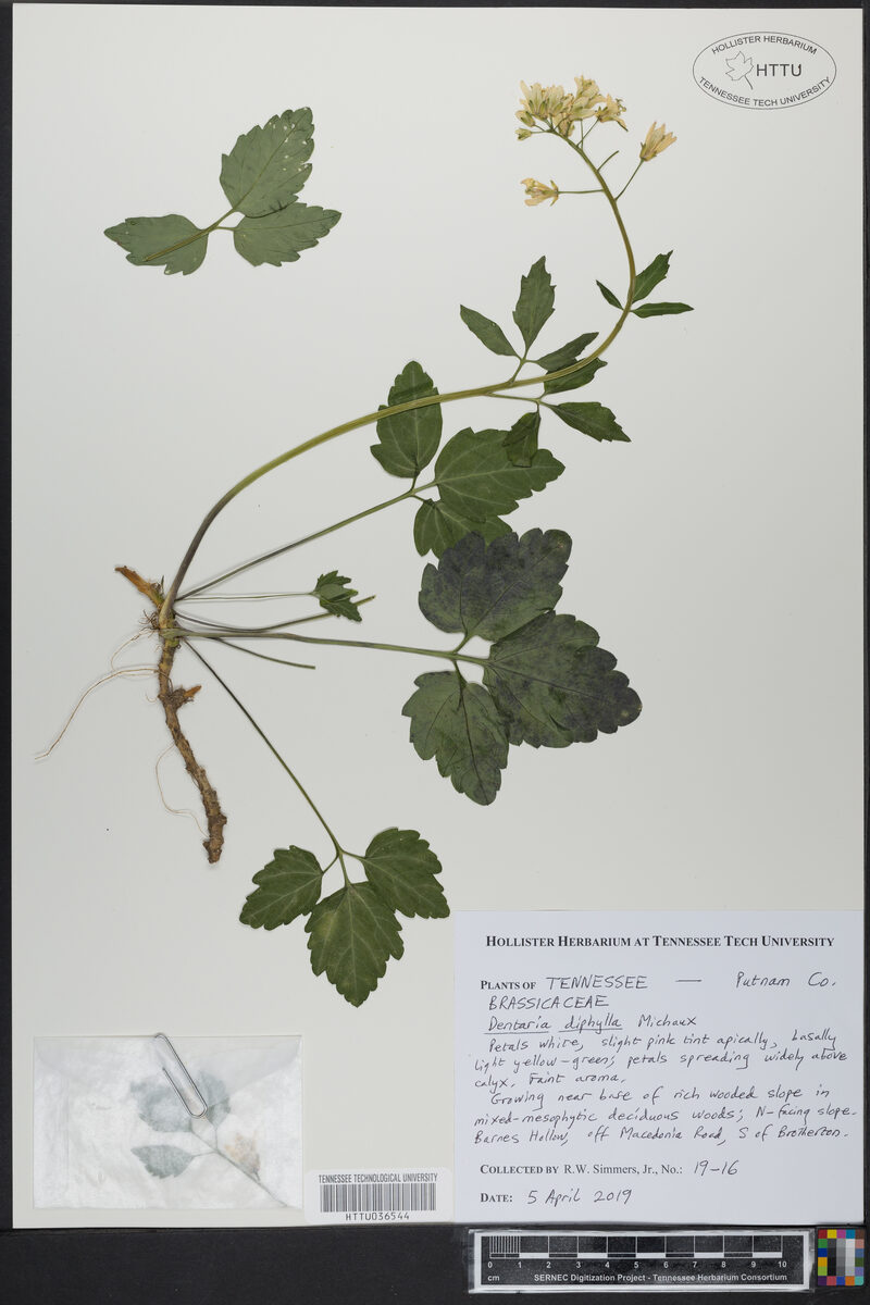 Dentaria diphylla