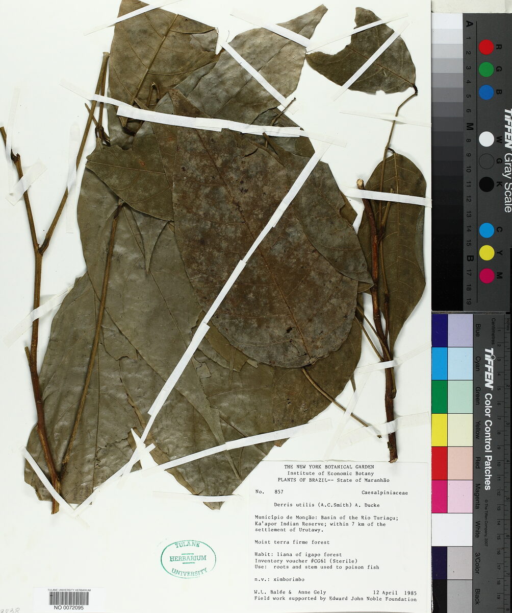 Derris utilis (Timu) — photo