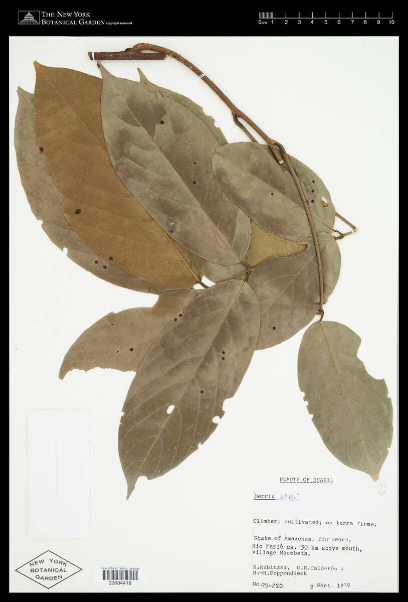 Derris utilis (Timu) — photo
