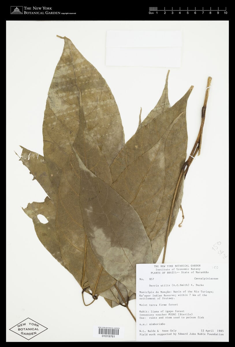 Derris utilis (Timu) — photo