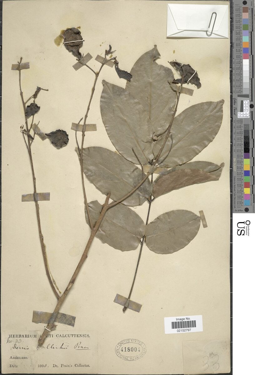 Derris wallichii