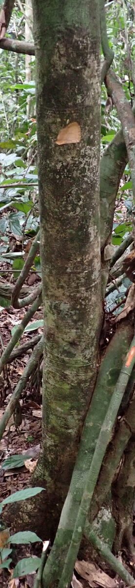 Desbordesia glaucescens (Alep) — photo