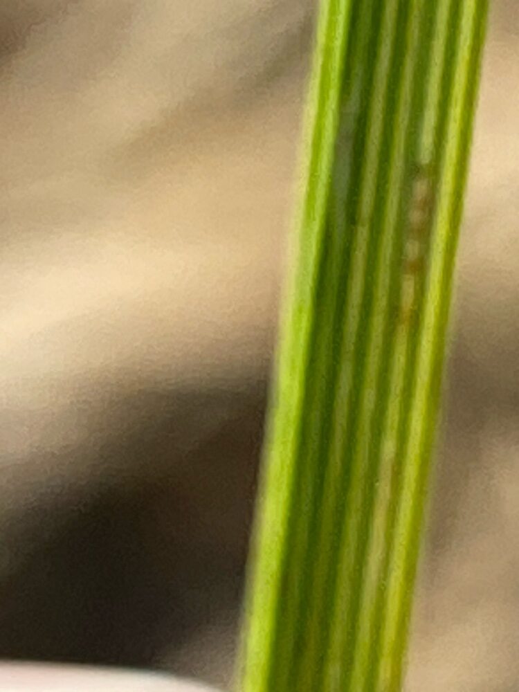Deschampsia caespitosa - (L.)P.Beauv. (Tussock Grass) — photo