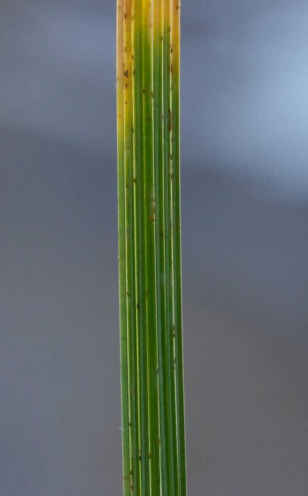 Deschampsia caespitosa - (L.)P.Beauv.