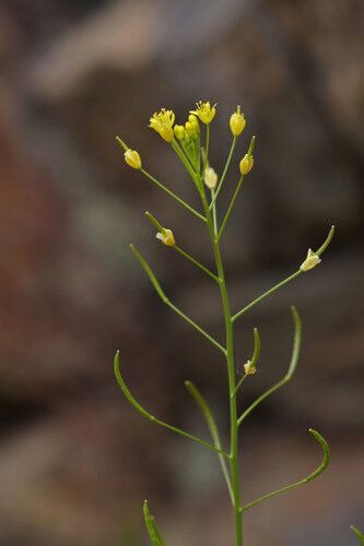 Descurainia incana (Mountain tansy mustard) — photo