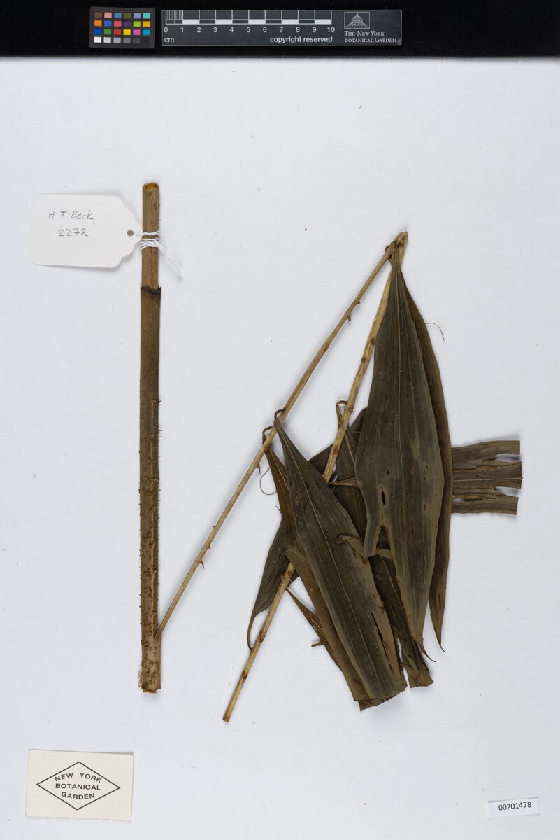 Desmoncus cirrhiferus (Matamba) — photo