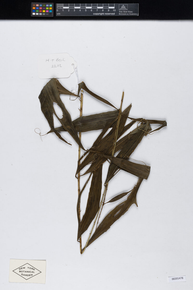 Desmoncus cirrhiferus