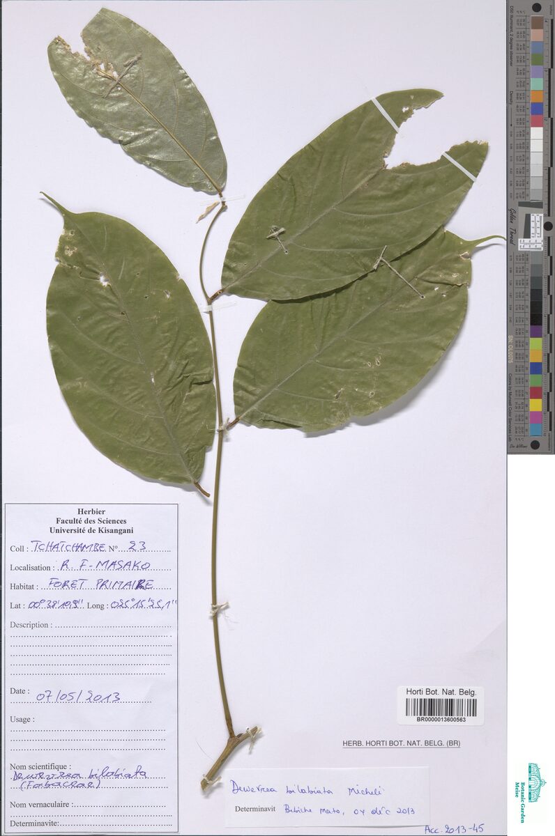 Dewevrea bilabiata