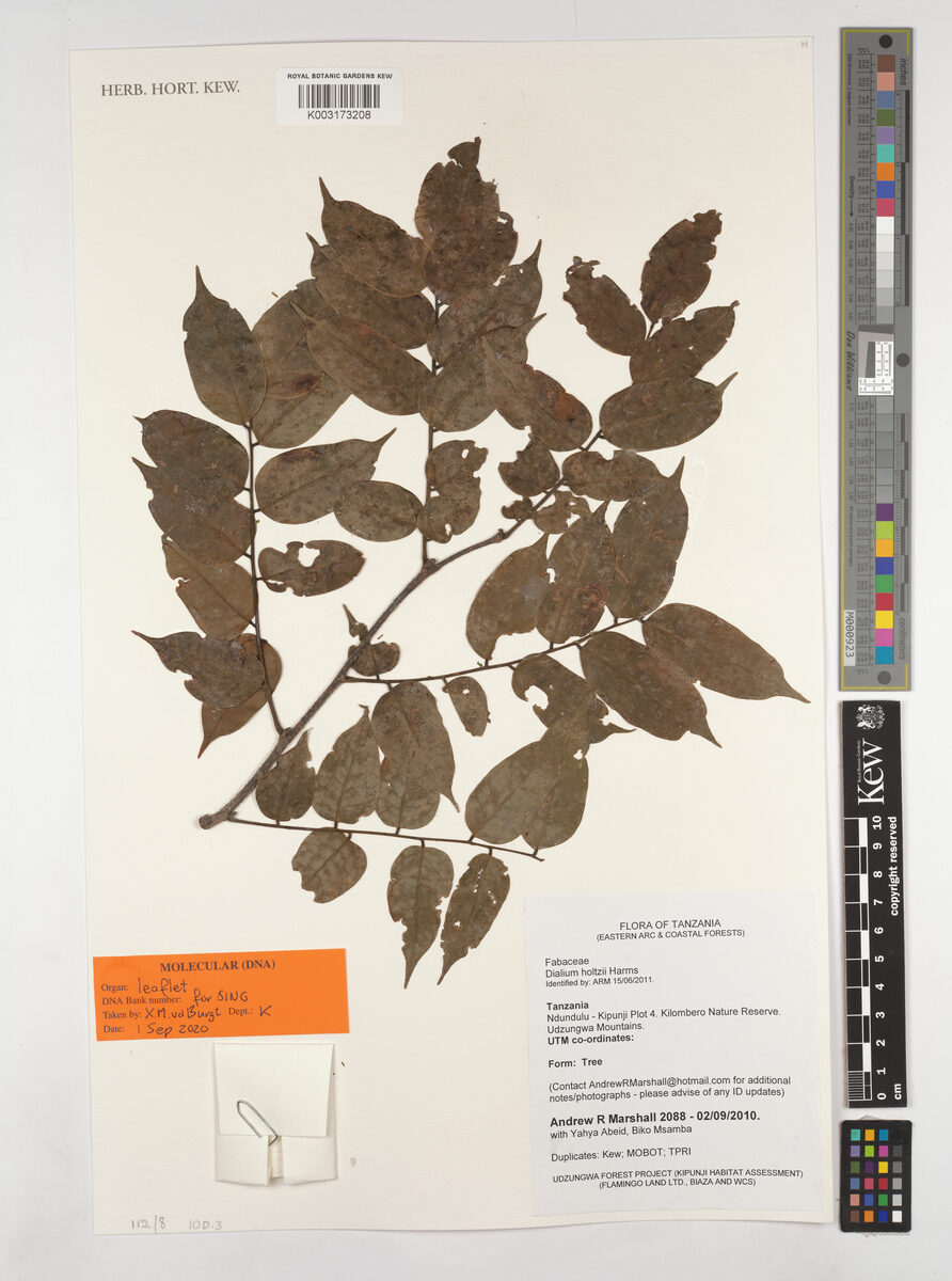 Dialium holtzii (Mpepeta) — photo