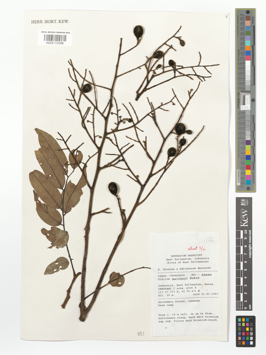 Dialium maingayi — photo