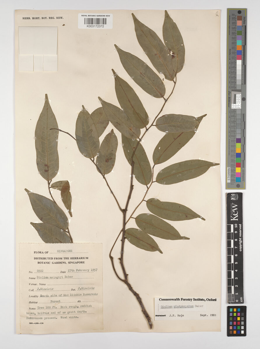 Dialium maingayi — photo