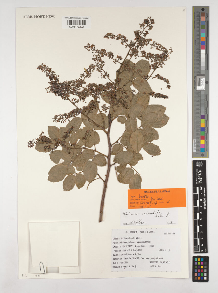 Dialium orientale — photo