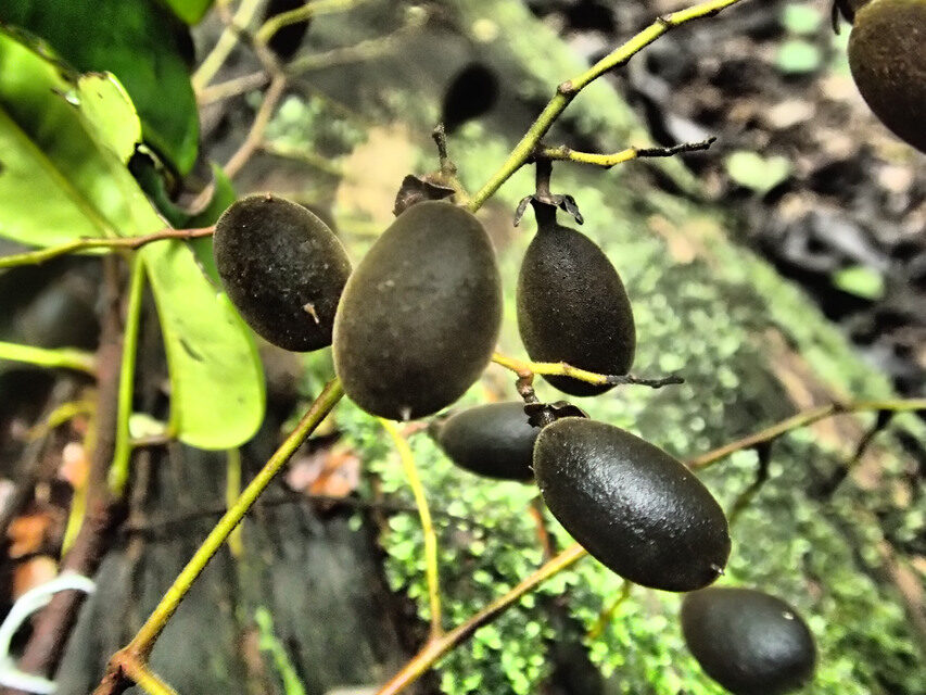 Dialium pachyphyllum — photo