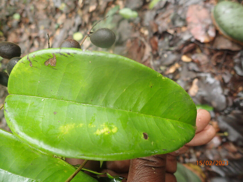 Dialium pachyphyllum — photo