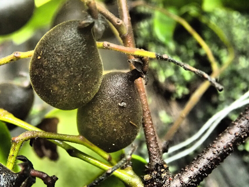 Dialium pachyphyllum