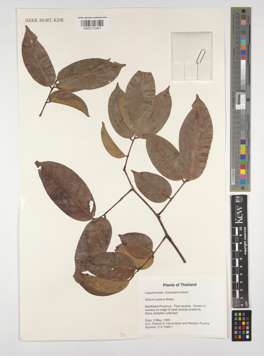 Dialium patens — photo