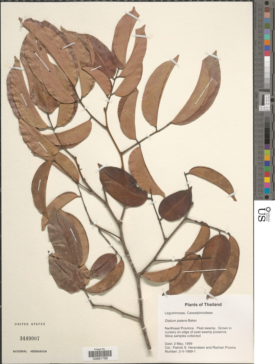 Dialium patens