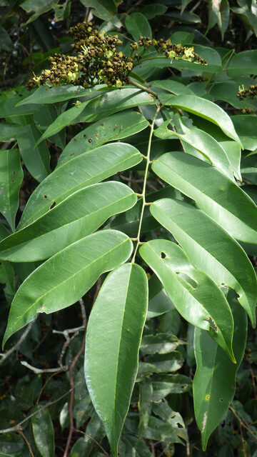 Dialium zenkeri — photo