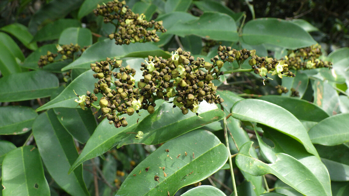 Dialium zenkeri — photo