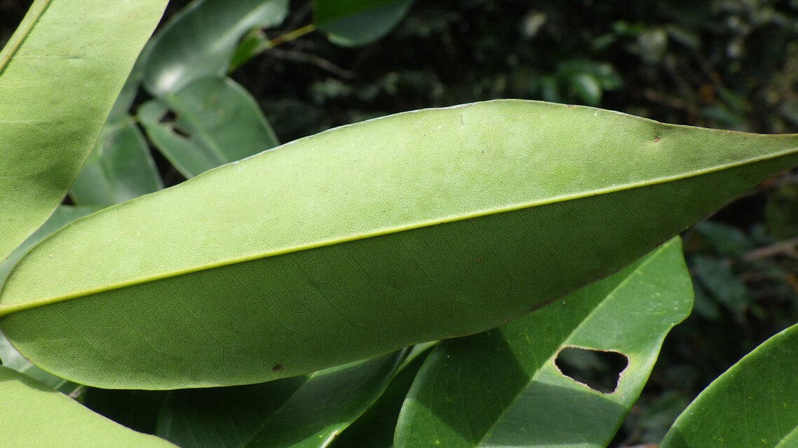 Dialium zenkeri