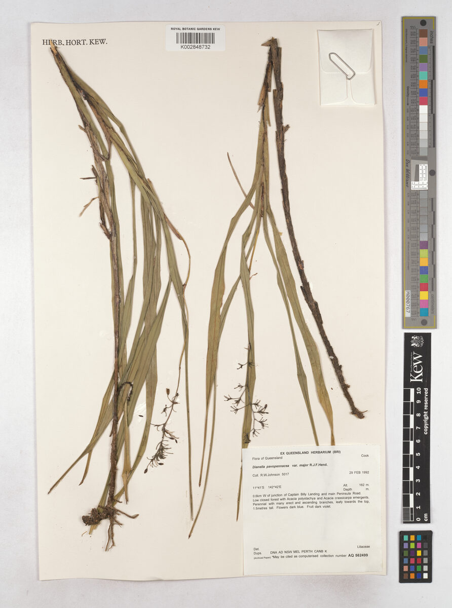 Dianella pavopennacea (Flax lilies) — photo