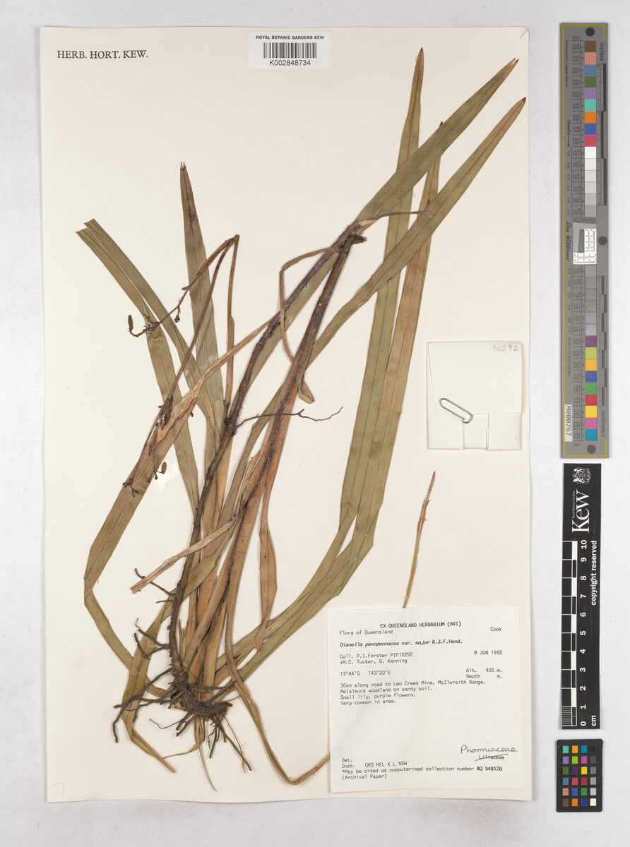 Dianella pavopennacea (Flax lilies) — photo