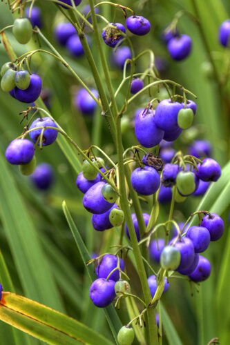 Dianella pavopennacea