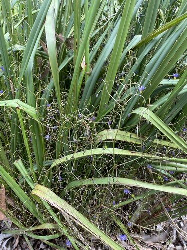 Dianella pavopennacea (Flax lilies) — photo