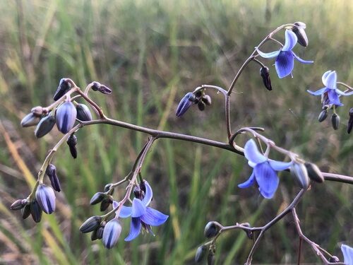Dianella pavopennacea (Flax lilies) — photo