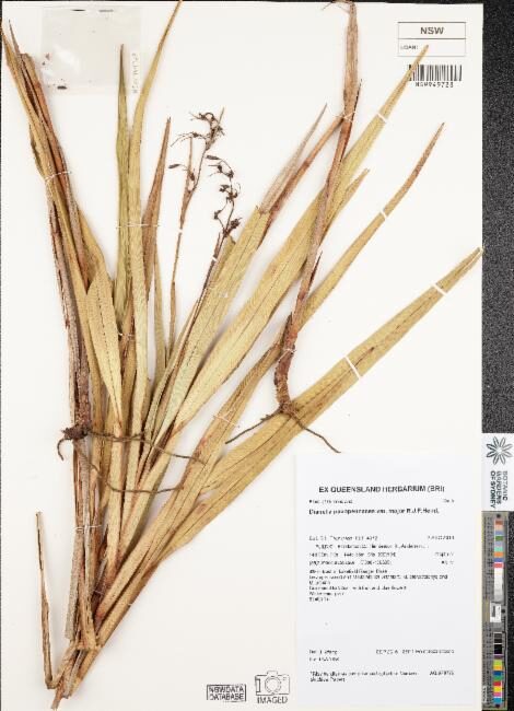 Dianella pavopennacea (Flax lilies) — photo