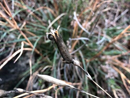 Dianthus caryophyllus (Carnation) — photo