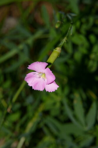 Dianthus caryophyllus (Carnation) — photo