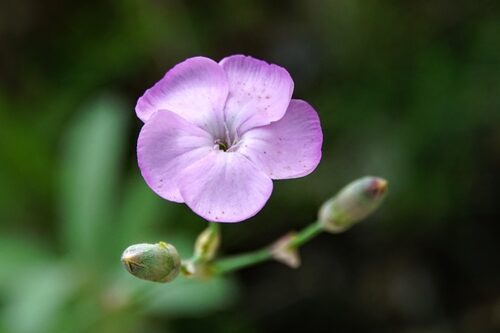 Dianthus caryophyllus