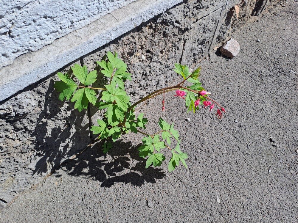 Dicentra spectabilis - (L.)Lem. (Bleeding Heart) — photo