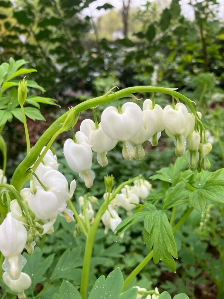 Dicentra spectabilis - (L.)Lem. (Bleeding Heart) — photo