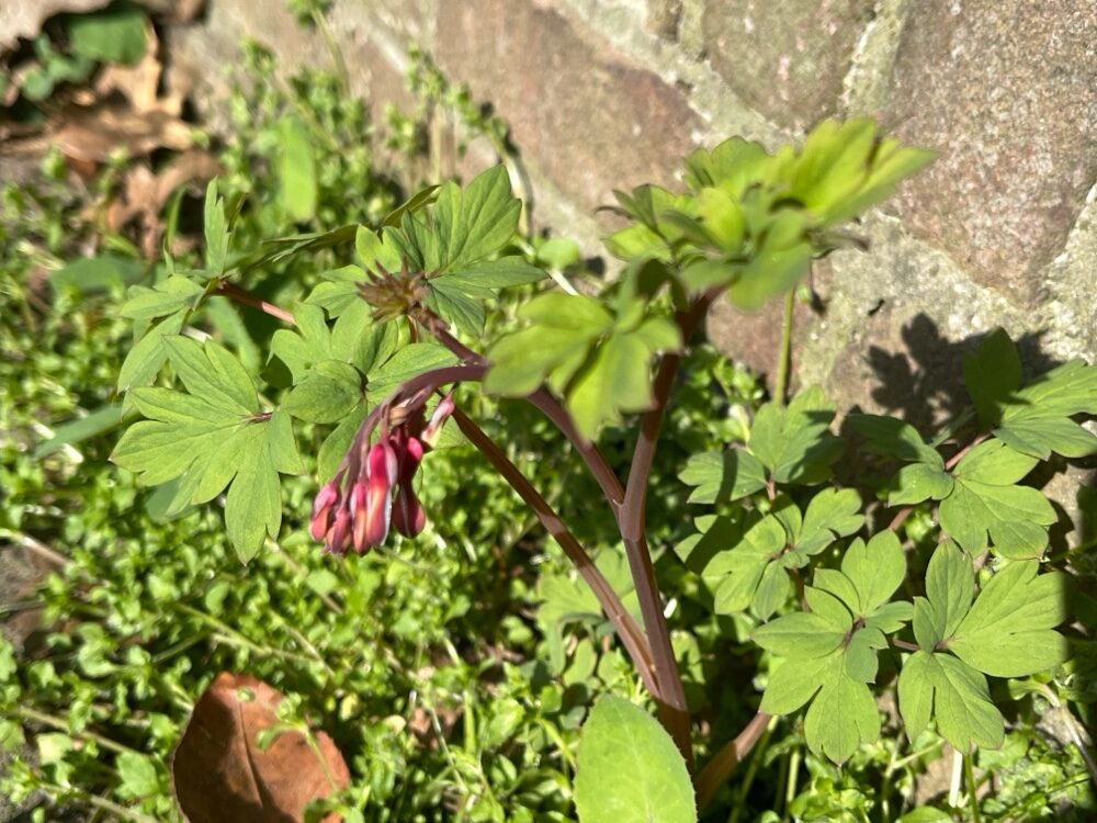 Dicentra spectabilis - (L.)Lem.