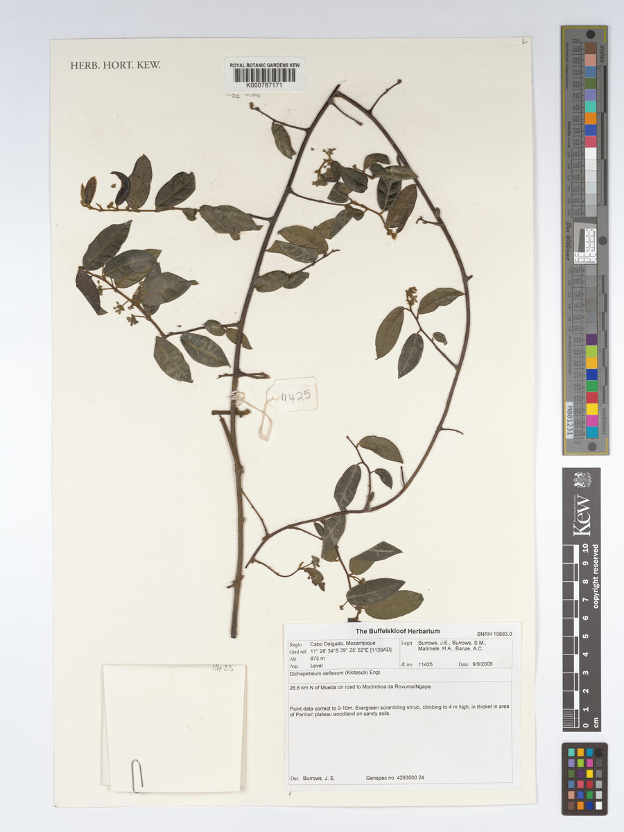 Dichapetalum deflexum — photo