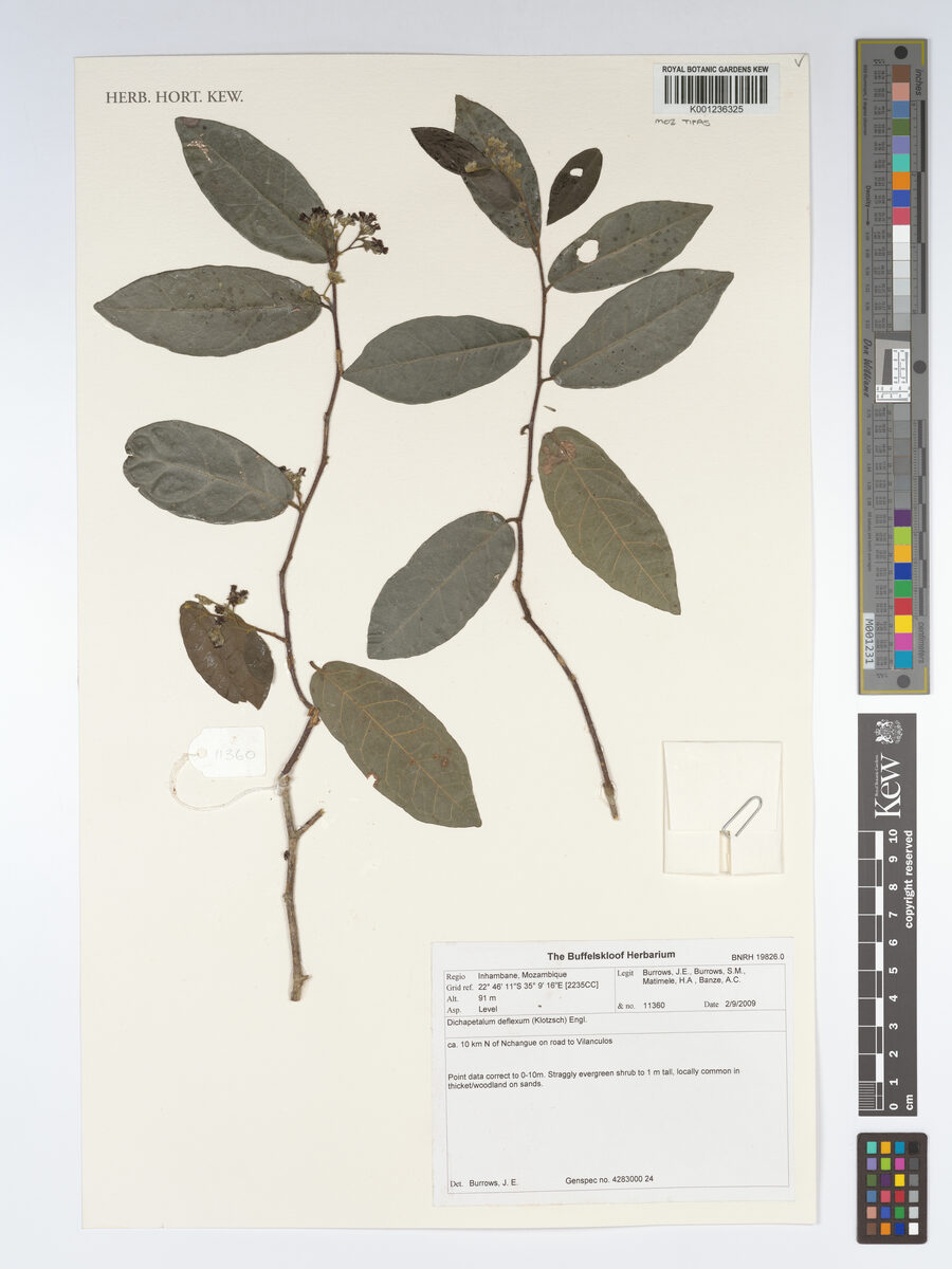 Dichapetalum deflexum — photo