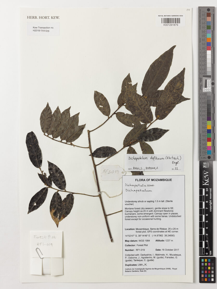 Dichapetalum deflexum