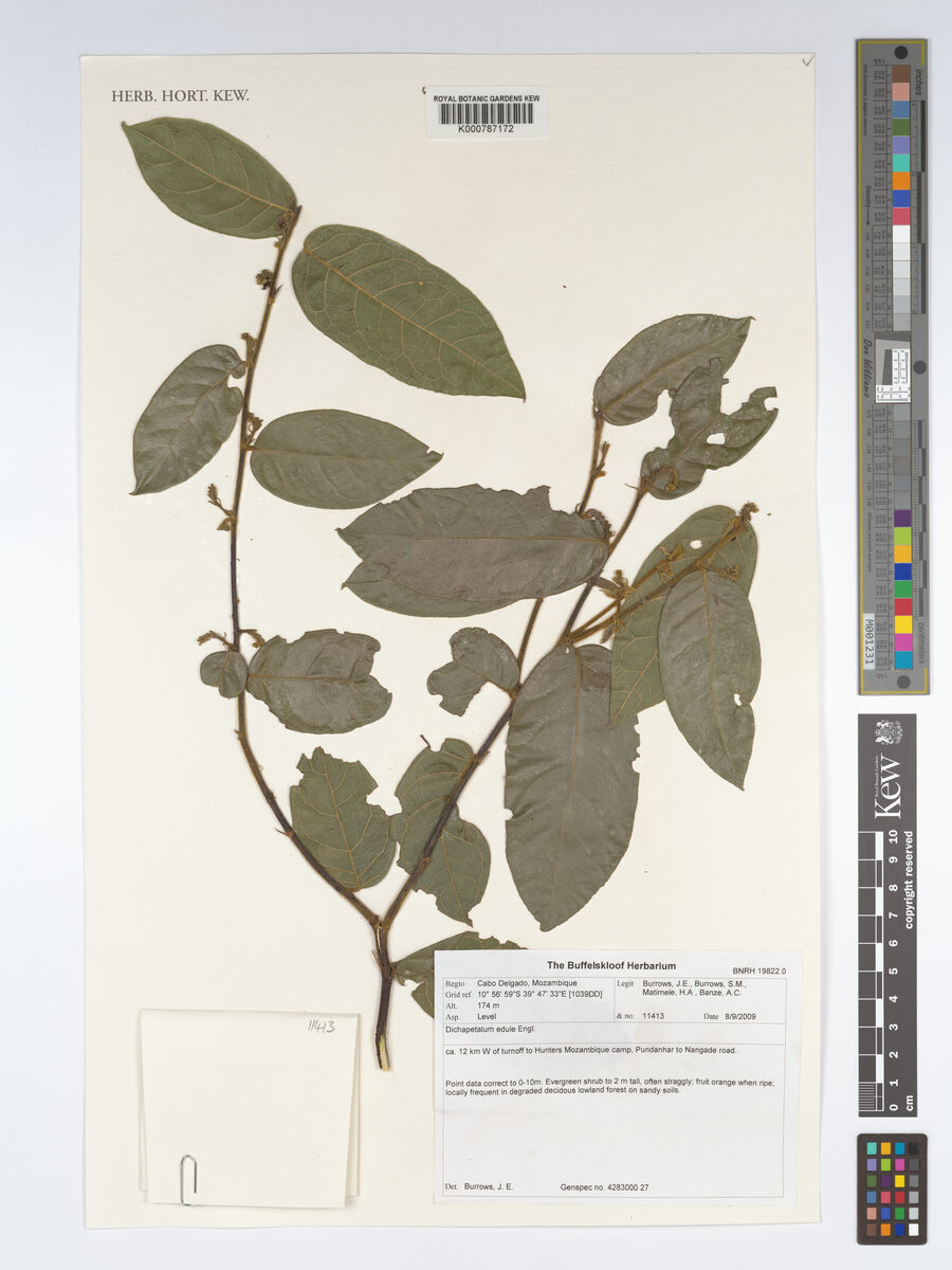 Dichapetalum edule — photo